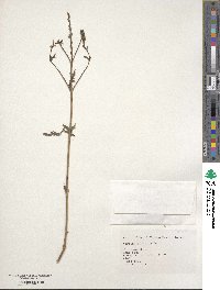 Verbena officinalis image