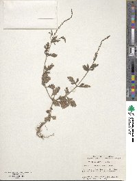 Verbena officinalis image