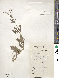 Verbena officinalis image