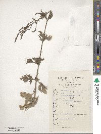 Verbena officinalis image