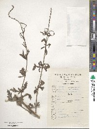 Verbena officinalis image