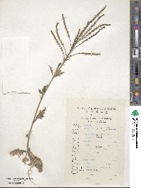 Verbena officinalis image