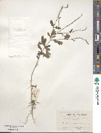 Verbena officinalis image