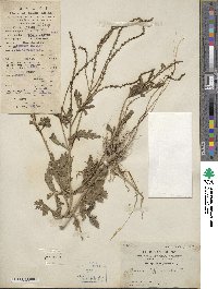 Verbena officinalis image