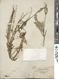 Verbena officinalis image