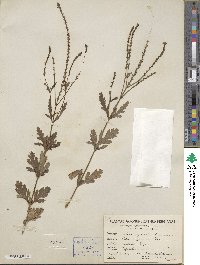 Verbena officinalis image