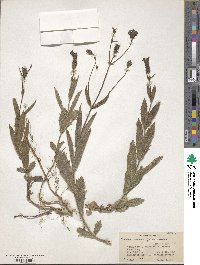 Verbena rigida image