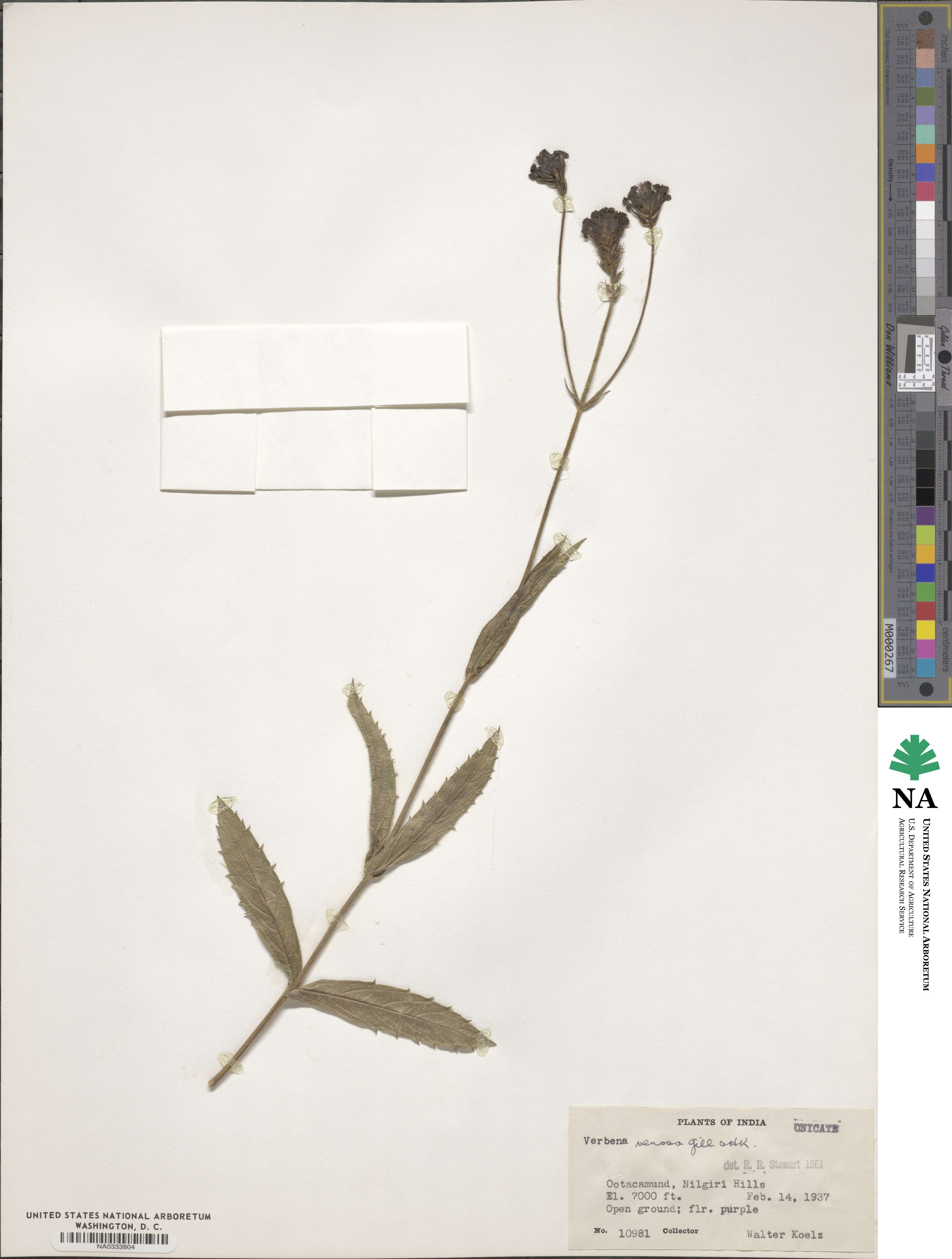 Verbena rigida image