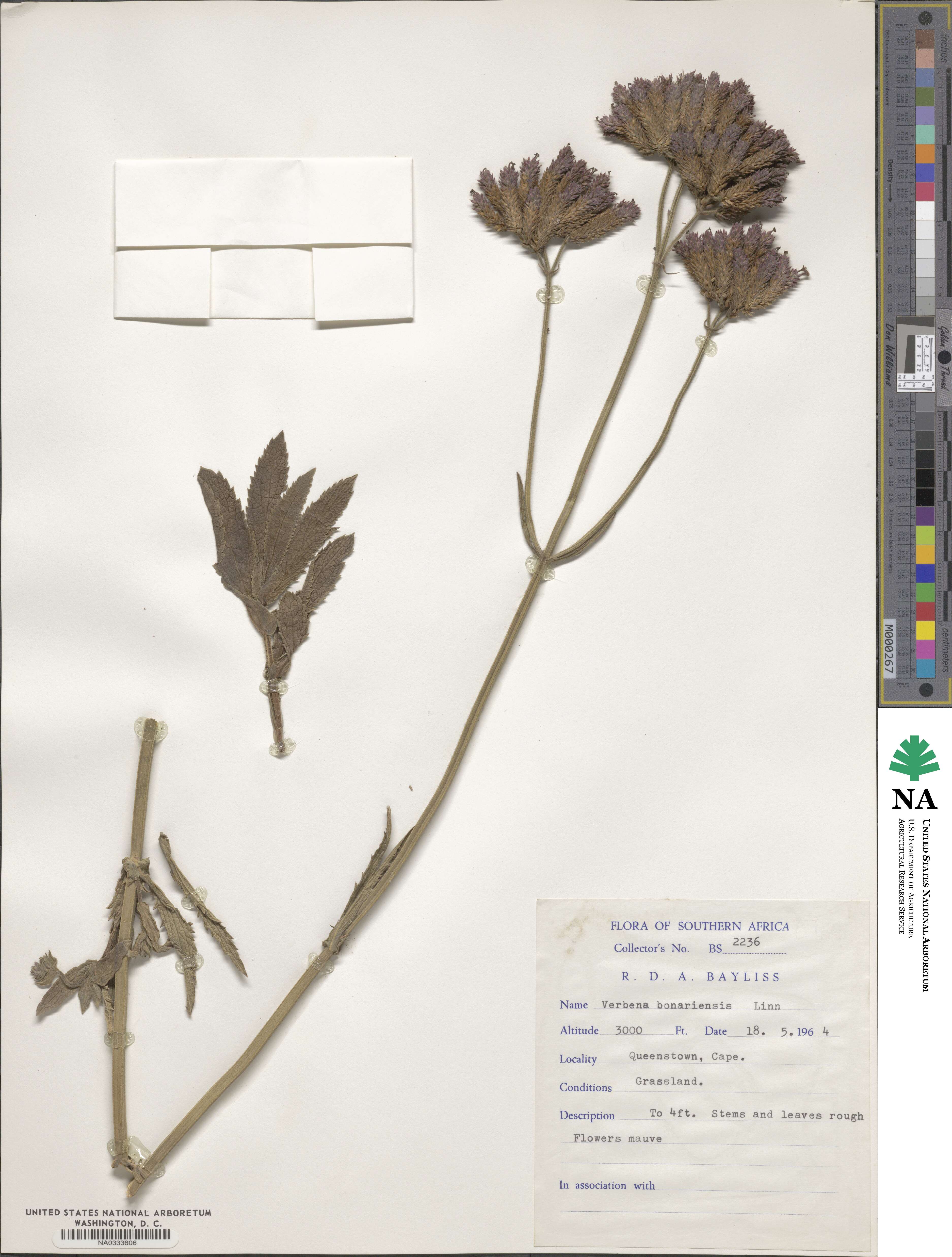 Verbena bonariensis image