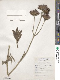 Verbena bonariensis image