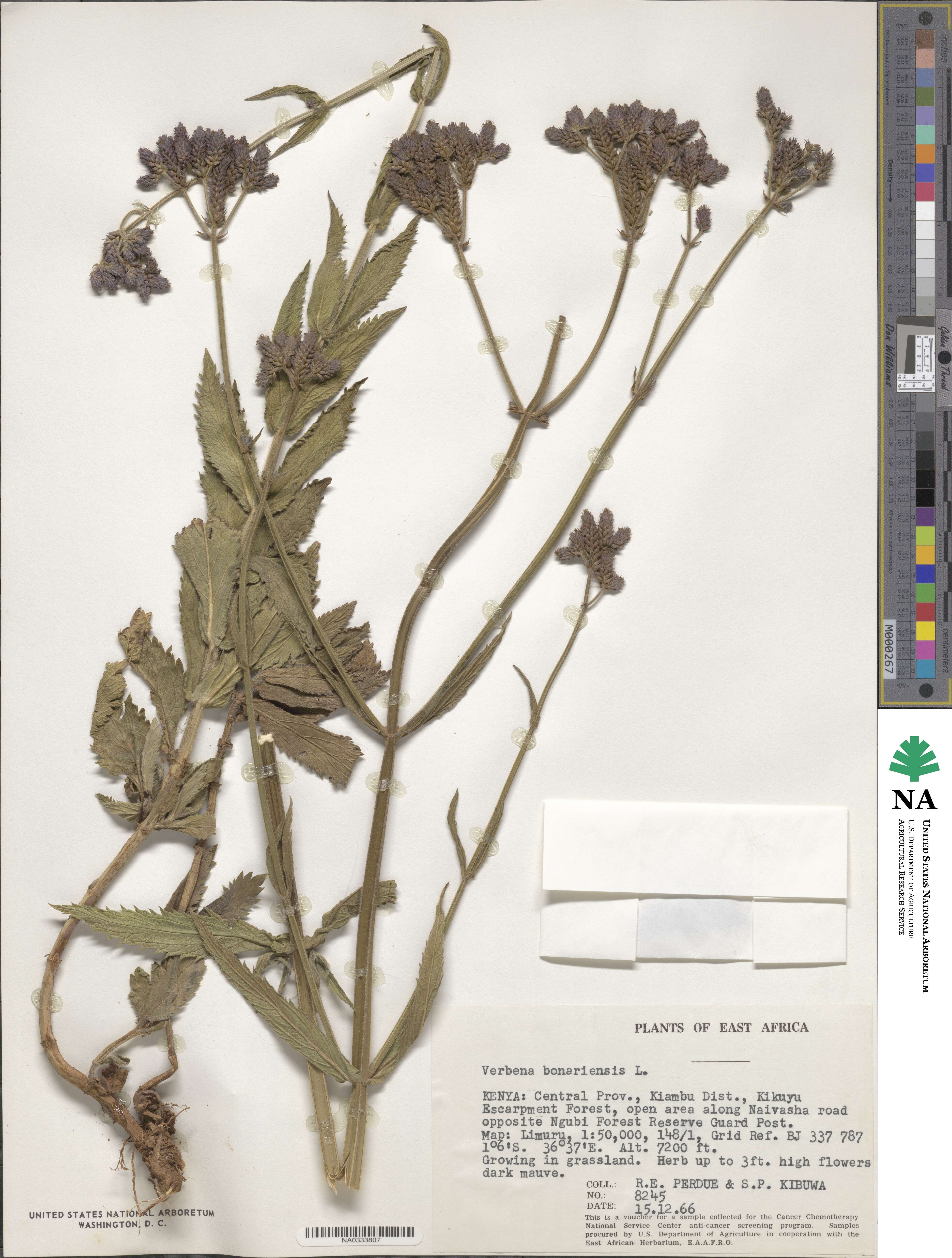 Verbena bonariensis image