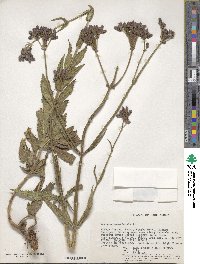 Verbena bonariensis image