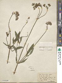 Verbena bonariensis image