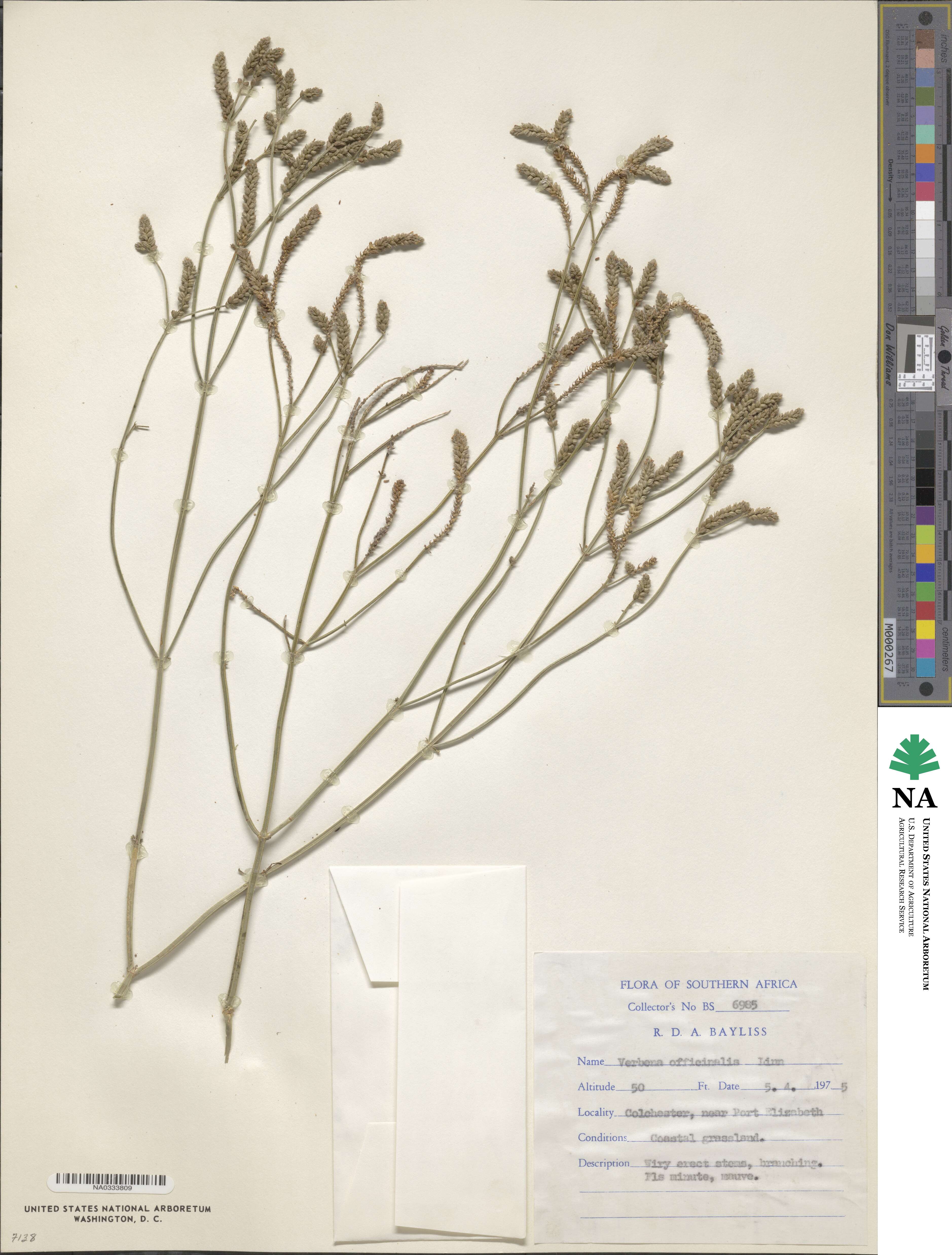 Verbena officinalis image