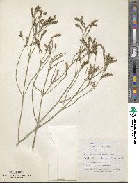 Verbena officinalis image