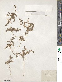 Verbena supina image