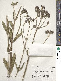 Verbena bonariensis image