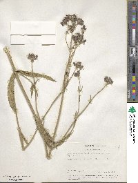 Verbena bonariensis image