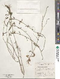 Verbena officinalis image