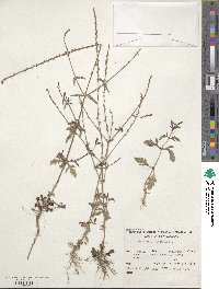 Verbena officinalis image