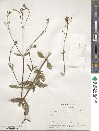 Verbena officinalis image