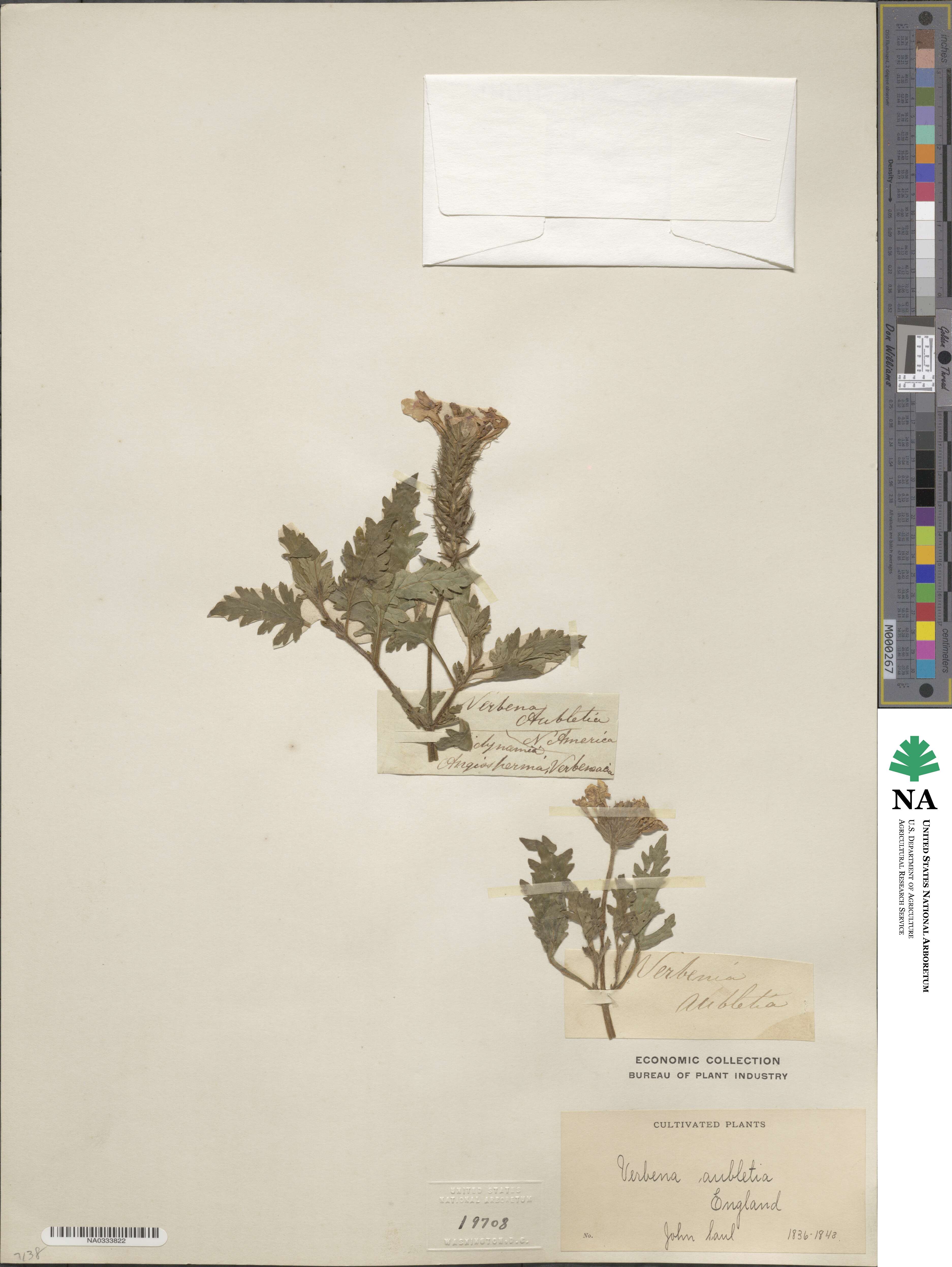 Verbena canadensis image