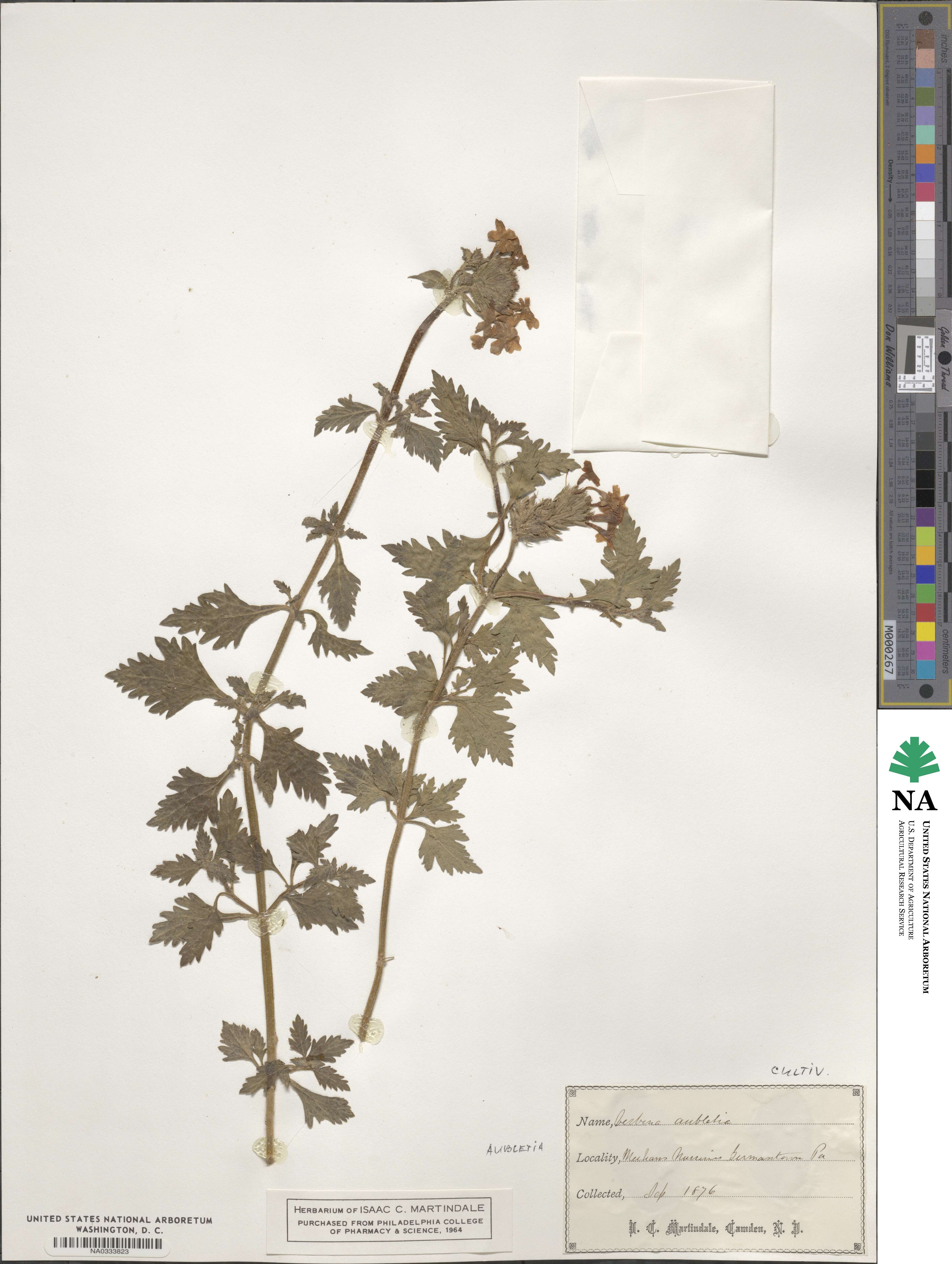 Verbena canadensis image