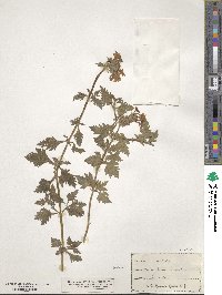 Verbena canadensis image