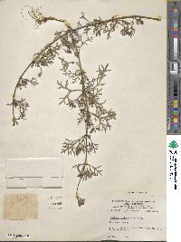 Verbena bipinnatifida image