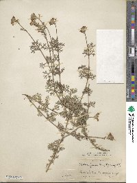 Verbena bipinnatifida image