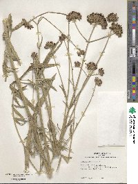 Verbena bonariensis image