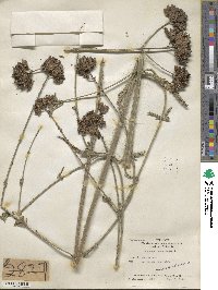 Verbena bonariensis image