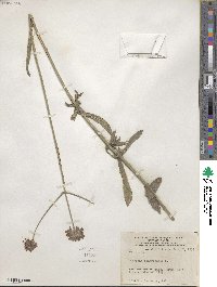 Verbena bonariensis image