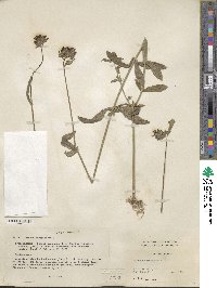 Verbena bonariensis image