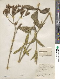 Verbena bonariensis image