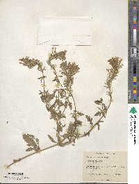 Verbena canadensis image