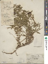 Verbena peruviana image