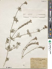 Verbena erinoides image