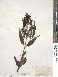 Verbena hastata image