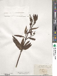 Verbena hastata image