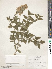 Verbena × hybrida image