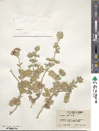 Verbena × hybrida image