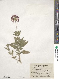 Verbena × hybrida image