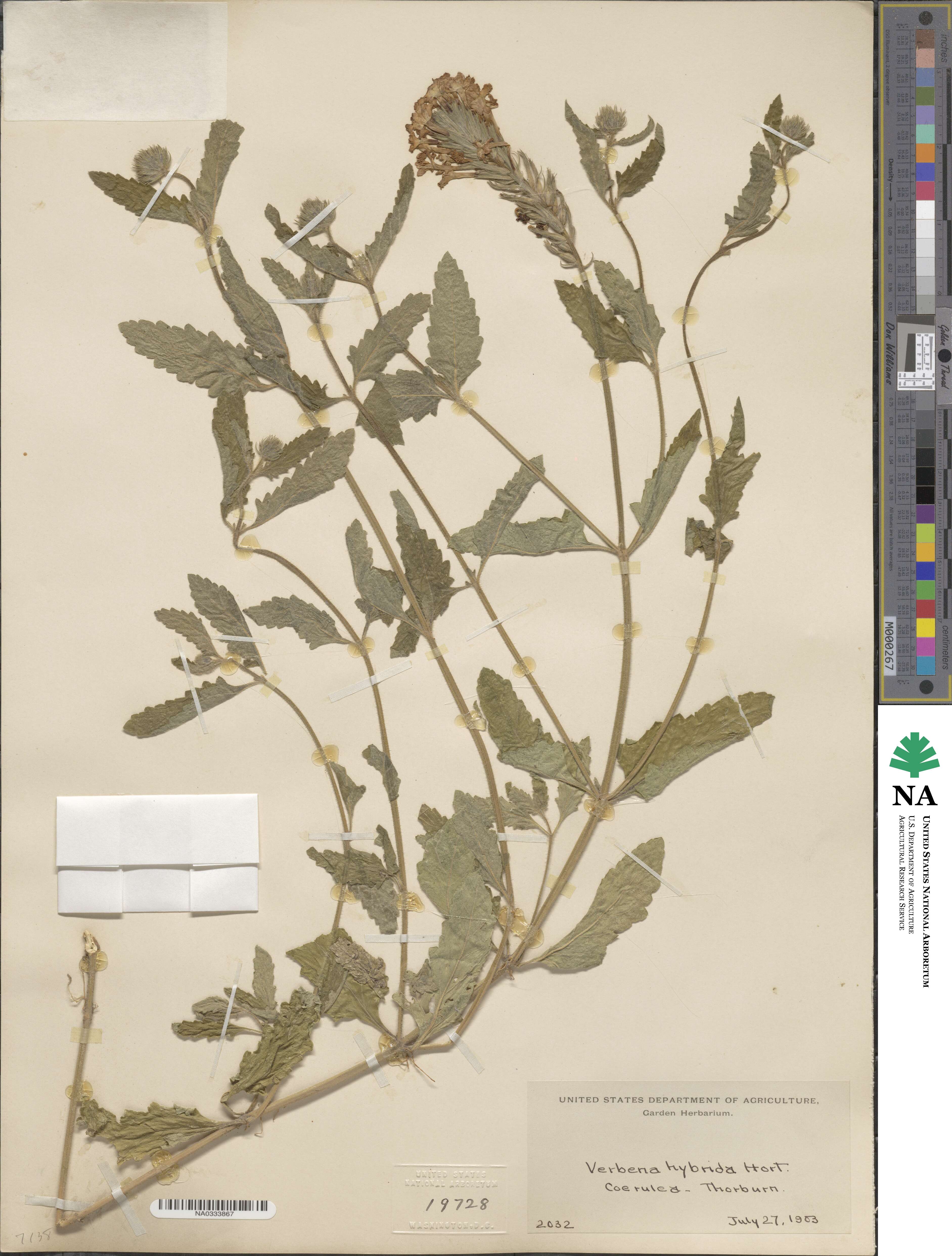 Verbena × hybrida image
