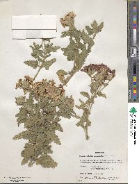 Verbena × hybrida image