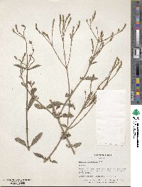 Verbena litoralis image