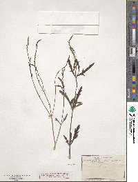 Verbena officinalis image