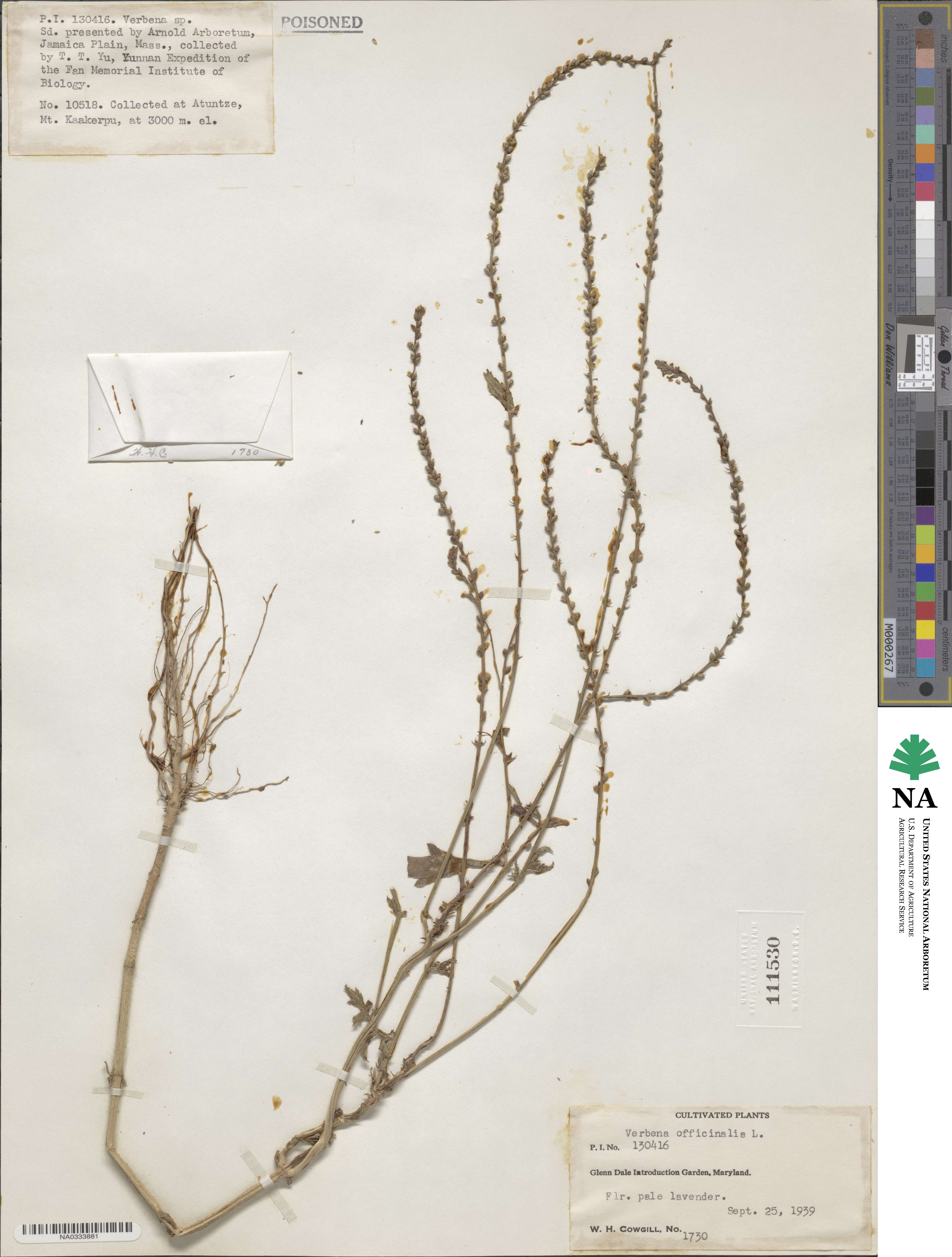 Verbena officinalis image