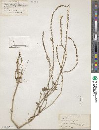 Verbena officinalis image