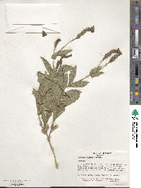 Verbena rigida image